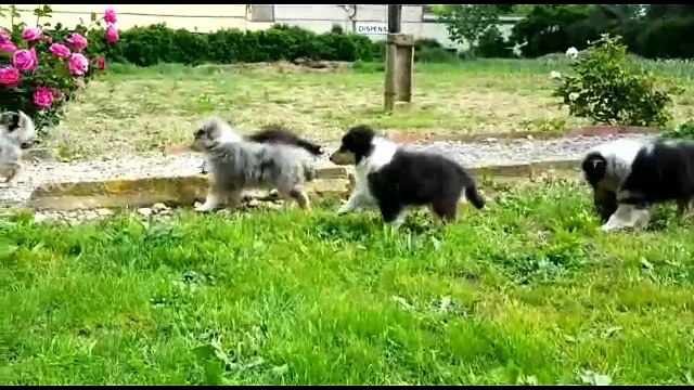 Rough Collie Puppies Delfluvia 15-05-2016