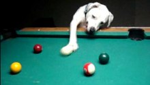 Dog has better skills than you do billiards - OMG VIDEO