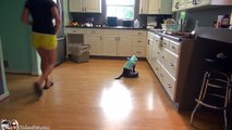 Il Gatto-Squalo che fa le Pulizie di Casa