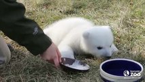 Toronto Zoo-Orso Polare di 2 Mesi, impara a Camminare