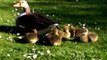 Mother goose and goslings, Kelsey Park, London 29 May 15