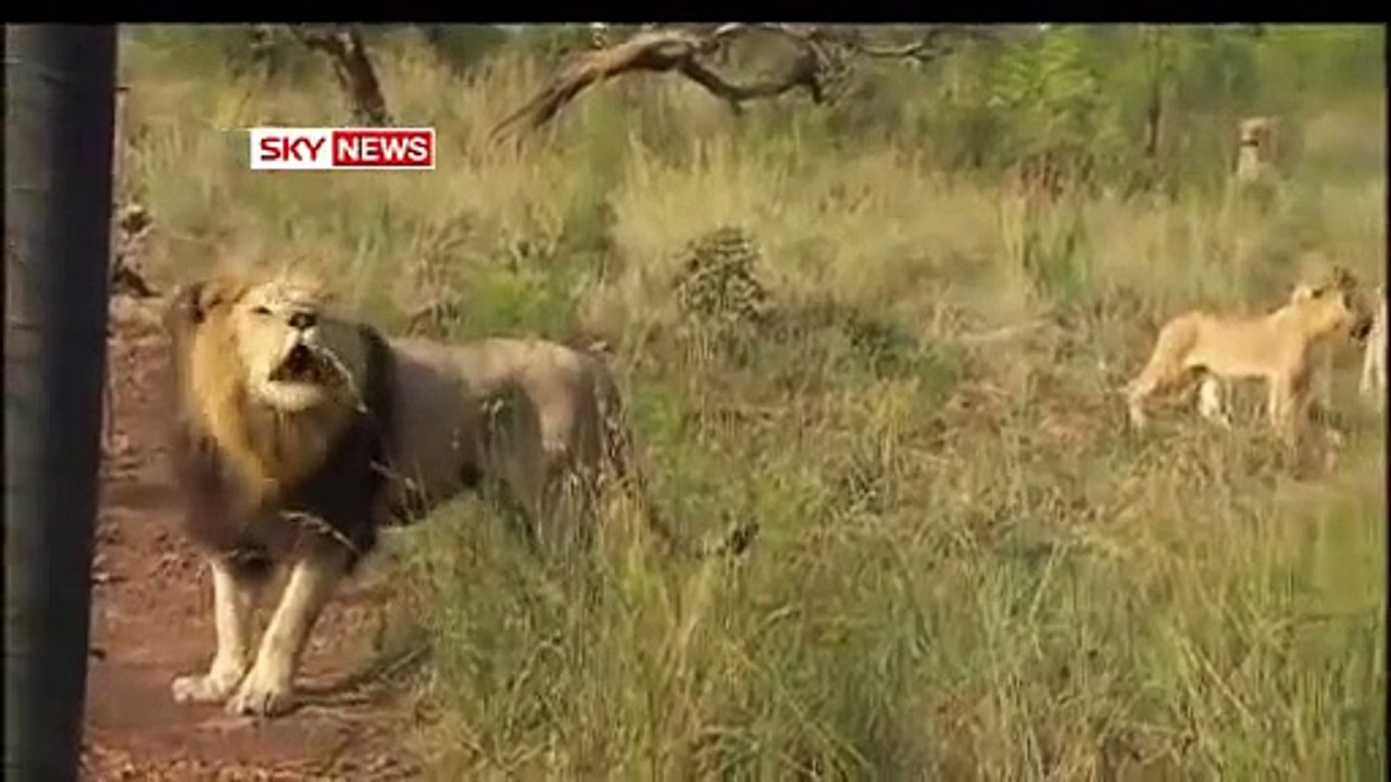 Guy is friends with lions