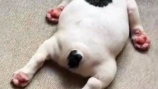 Funny Sleeping Bull Dog Puppy