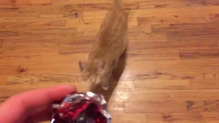 My Blind Cat Rey Plays Fetch: Part II