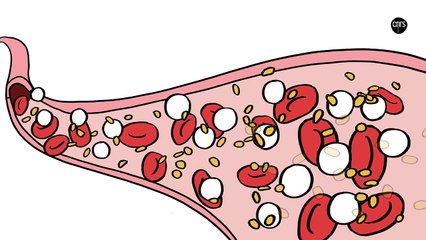 Un laboratoire sur puce pour produire des plaquettes sanguines  (BMBI)