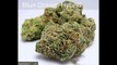 Top 5 Medical Marijuana Strains - Latest 2016 - Legal Marijuana Finder