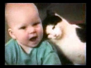 Прикольные кошки