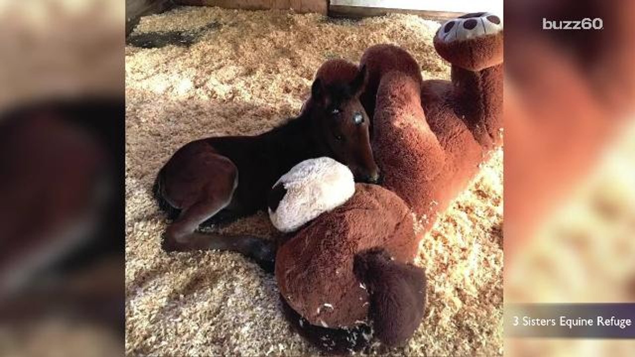 Orphaned Baby Horse Snuggles With Big Stuffed Dog