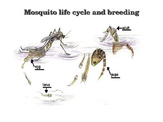 Some interesting facts about mosquito
