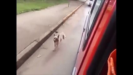 FIDÈLE JUSQU'AU BOUT, CE CHIEN SUIT L'AMBULANCE QUI TRANSPORTE SON MAÎTRE...