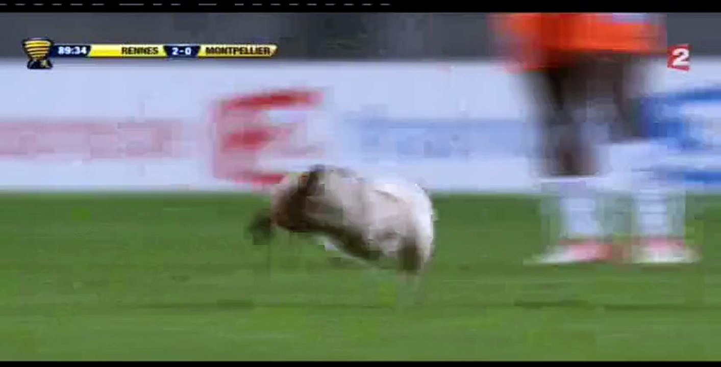 Ce soir, finale de la Coupe de France de footbal. Y aura-t-il encore un chat supporter ?