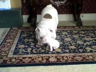 Mamma BullDog gioca con il suo Piccolo Cucciolo