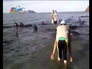 Sahile vuran 24 balina öldü