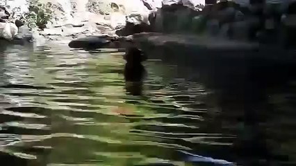 Una Piccola Capretta sta Annegando, chi la Salverà??