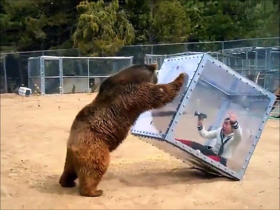 Une attraction flippante : grizzly vs femme dans un cube de verre
