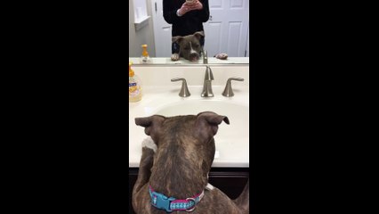 Cette chienne voit son double...sa réaction est trop drôle