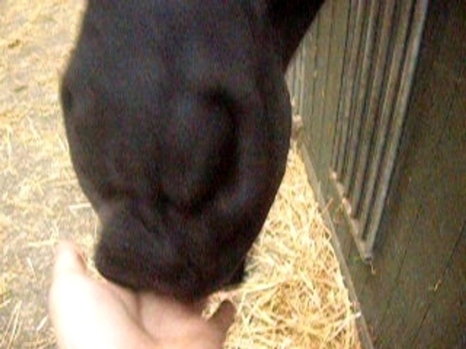 Photo 034