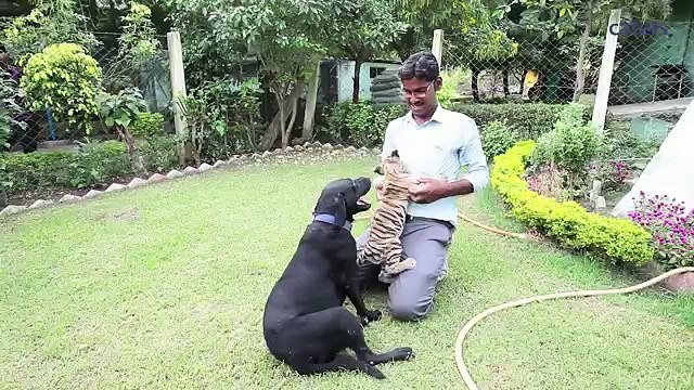 Un cucciolo di Tigre abbandonato viene adottato da un Labrador