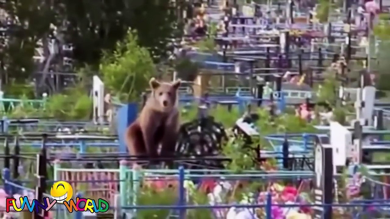 BEST of RUSSIA 2015 Crazy 20 mins Compilation Russian FAILS, Girls, Bears