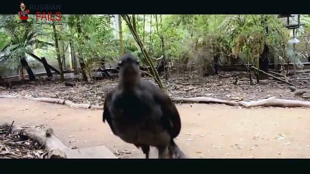 #2 Russian Fails march Fail Compilation from Russia funny video 2015