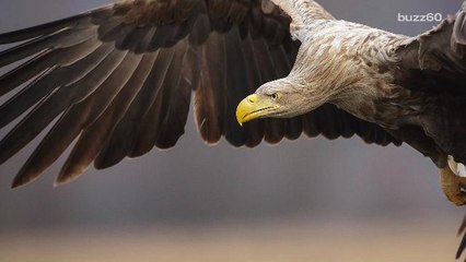 This Once Almost Extinct Eagle Is Out For Blood