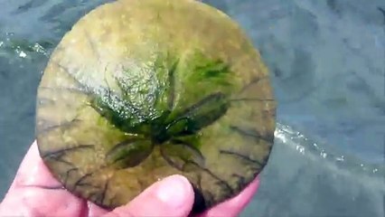 Sand Dollars: Its Alive!