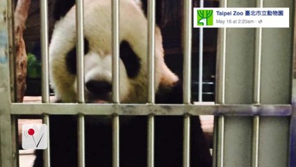 Zoo Posts 'Hostage' Photo to Prove Panda Still Alive