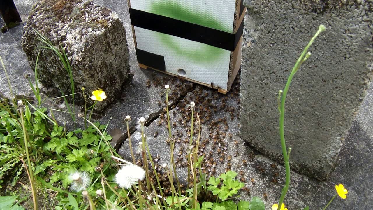 Récupérer un essaim