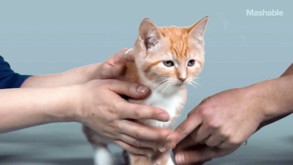 100 ans de beauté féline en 60 secondes