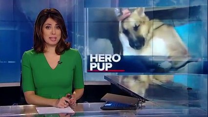 La storia di Haus, il cane coraggioso che ha salvato una bambina da un serpente