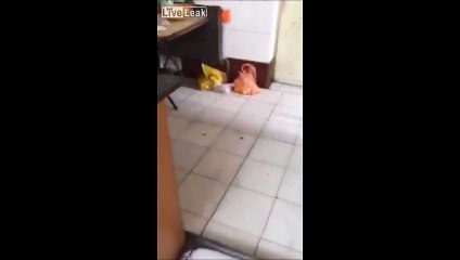 A mourir de rire : Ce chat craintif se fait malmener par une souris, mais on est où là ?