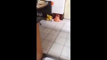 A mourir de rire : Ce chat craintif se fait malmener par une souris, mais on est où là ?