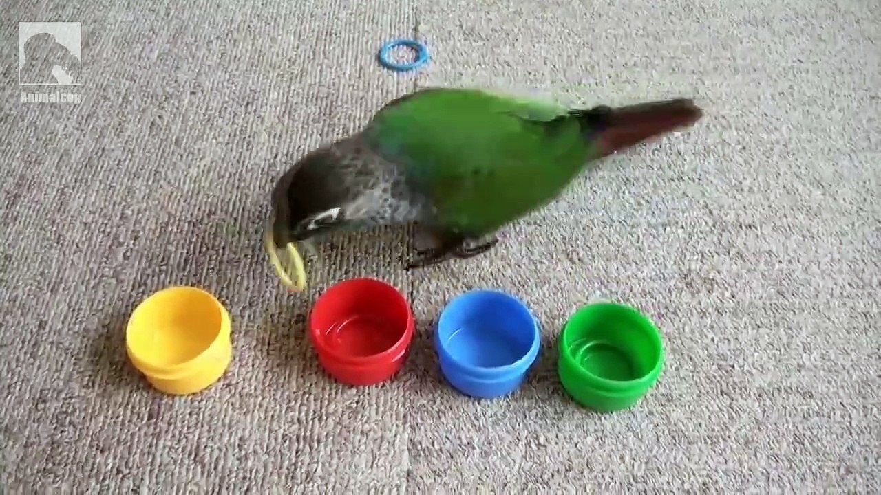 Genius Parrot.