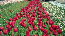 Tulip Time In Holland Pure Michigan
