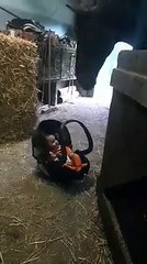 Un cheval berce un bébé