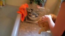 Elle veut baigner son chat, mais le bruit qu'il fait est trop touchant !