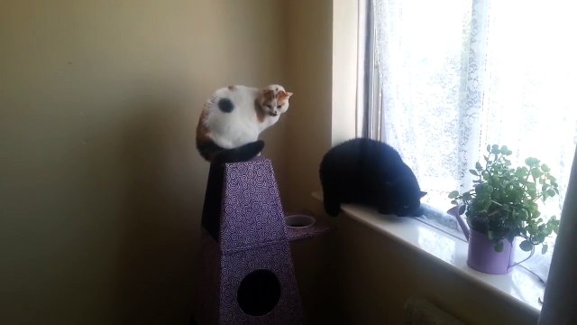 Un homme avec un costume de chien fait peur à ses chats