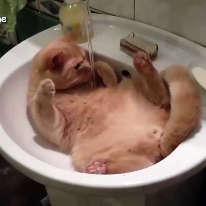 Funny cute cat playing with water