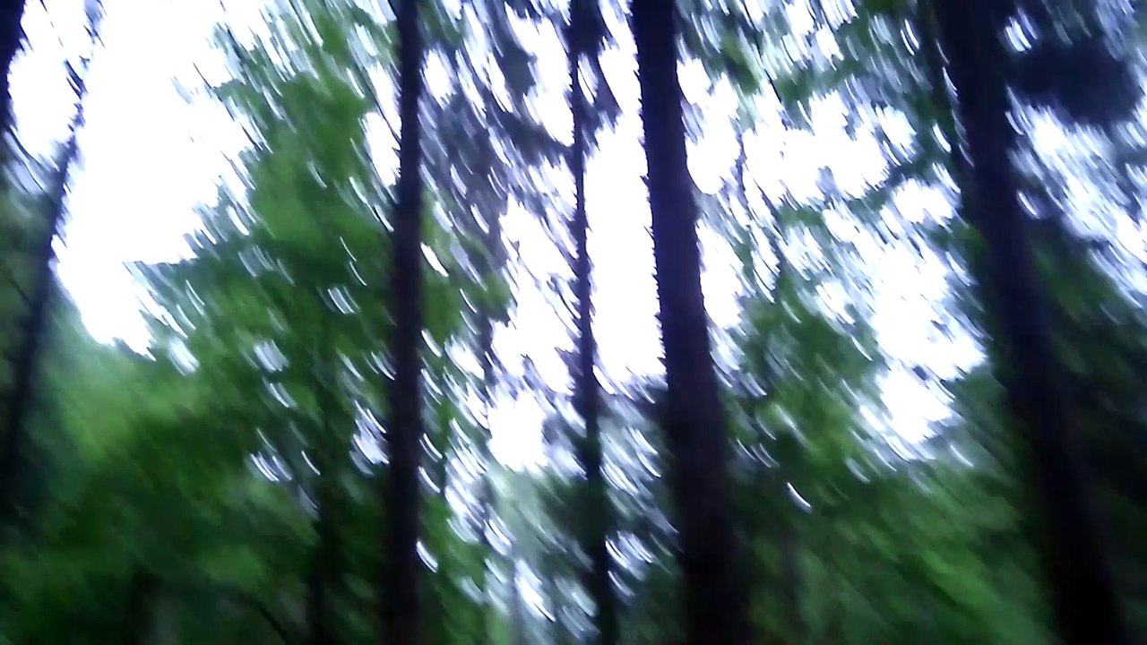 La survie en  forêt ( partie 2 )