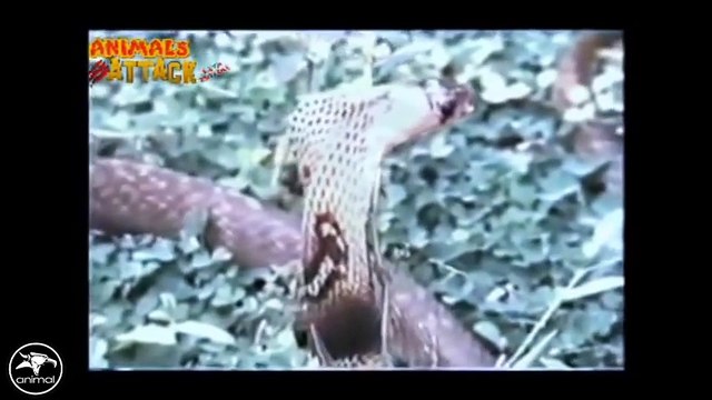 Eagle vs Snake Real Fight Eagle Attack Snakes ☆ Amazing Animal