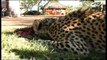 Leopards life   Birds Life   Leopards Attack   Leopards Kills Wild   Wild Documentary