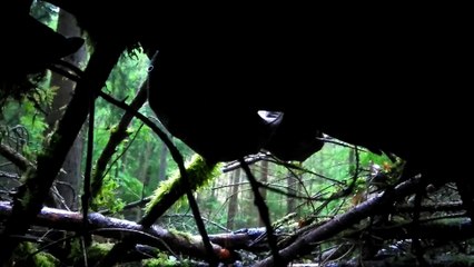 La survie en fôret ( partie 3 )