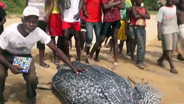 Большая черепаха. Смешные приколы черепахи