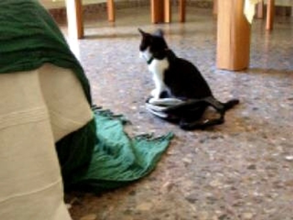 mes puces en action