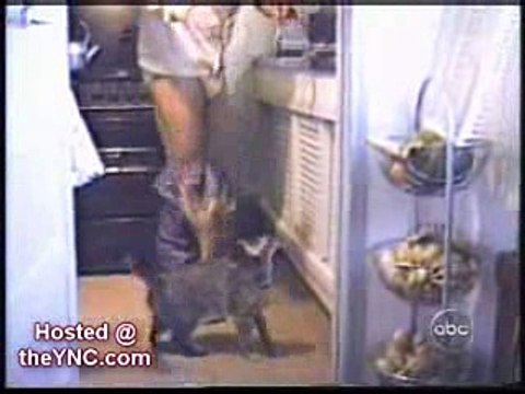 СМЕХ крутые кошки :)