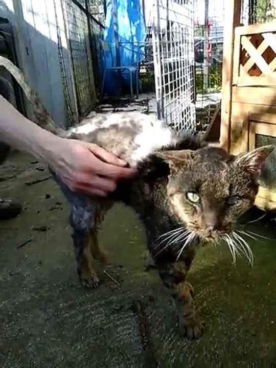 marcel chat