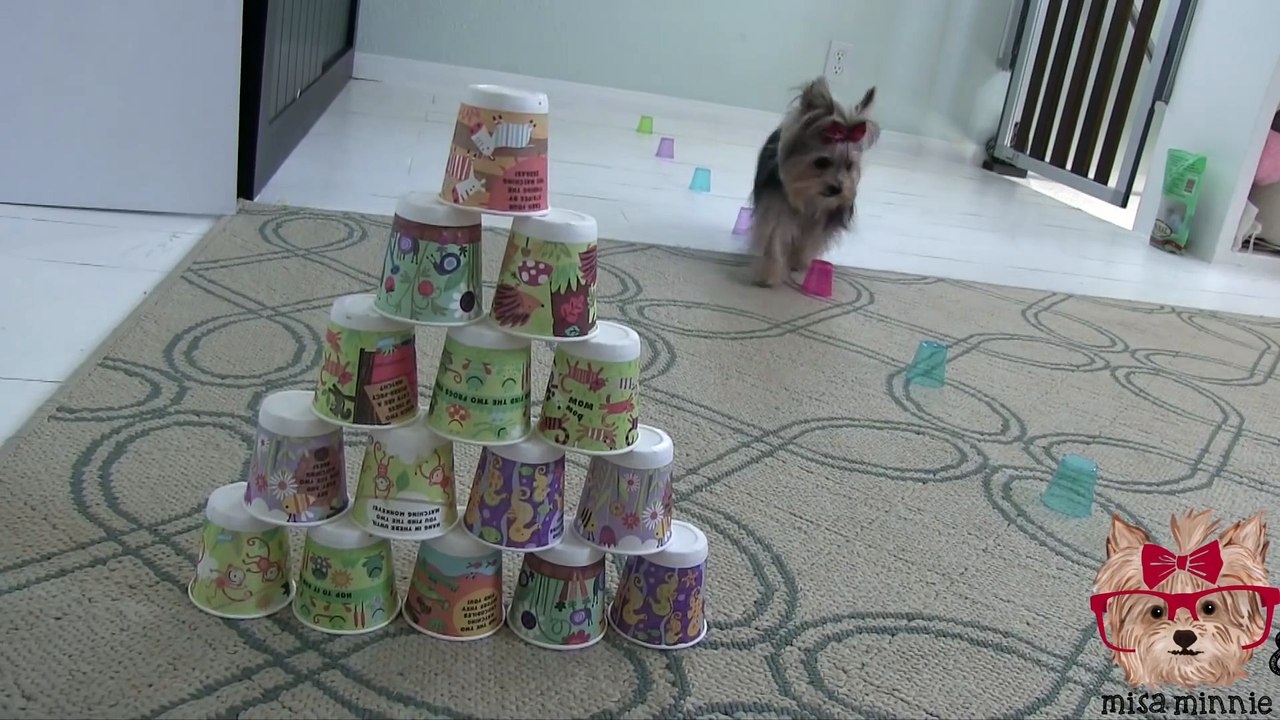 Amazing Cute Dog Tricks with Tiny Dog Misa Minnie