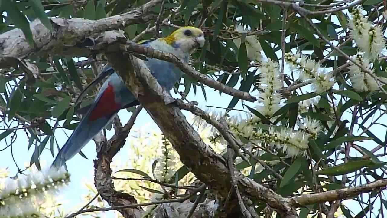 Pale-headed Rosella 2011-03-23