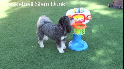 45 CUTE DOG TRICKS
