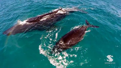 Drone Whale Watching Hawaii